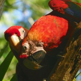 Isolation Is Slow Torture: A Macaw Conservationist in Costa Rica